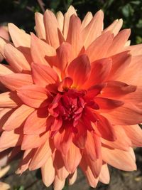 Close-up of orange dahlia