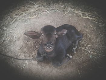 High angle portrait of black dog on land