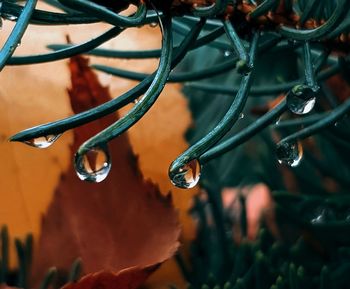 Close-up of wet plant