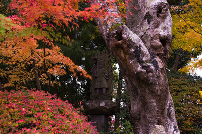 Trees and plants in park during autumn