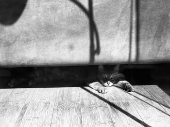 Portrait of cat on floor