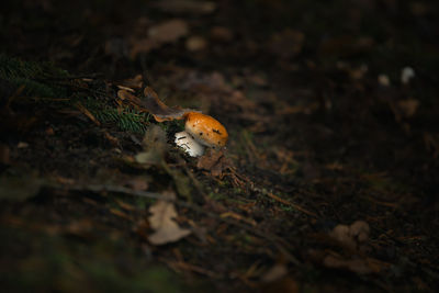 Close-up of insect on field