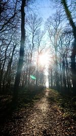 Low angle view of trees against sky during sunset