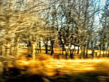 Trees against sky