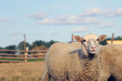 Portrait of sheep on field