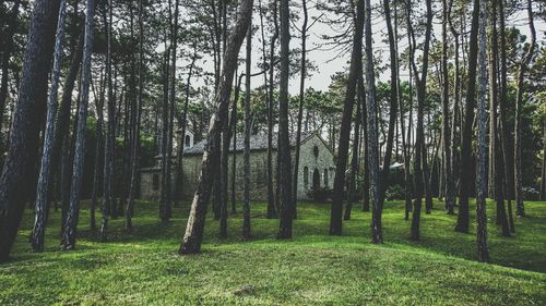 Church in forest