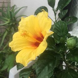 Close-up of yellow flowering plant