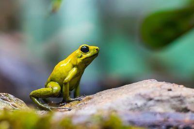 Close-up of frog on rock