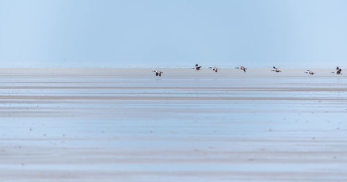 Birds on snow covered landscape against clear sky