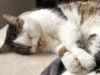 Close-up of cat sleeping