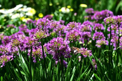 Close-up of purple flowering plants on field