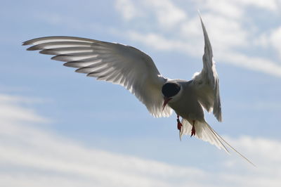 Low angle view of seagull flying