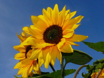 Close-up of sunflower against blue sky