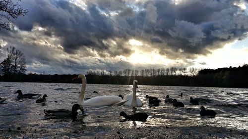 View of swan in water at sunset