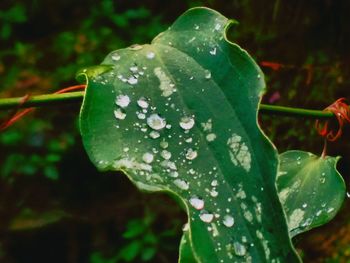 Close-up of wet plant during rainy season