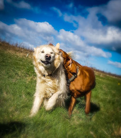 Dog looking away on field