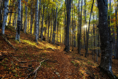 Trees in forest during autumn