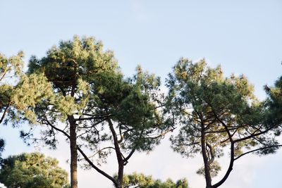 Low angle view of flowering tree against sky