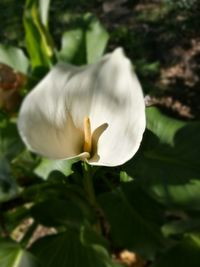 Close-up of white flower