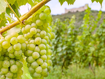 Vine grapes and vineyards with castle devicky silhouette. the palava region, moravia, czech republic