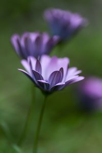 Close-up of purple flowers