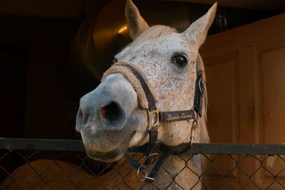 Close-up of horse