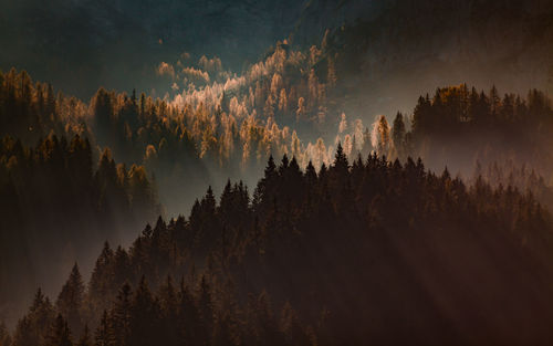 Panoramic view of silhouette trees against sky at sunset