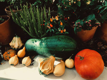 Close-up of pumpkins