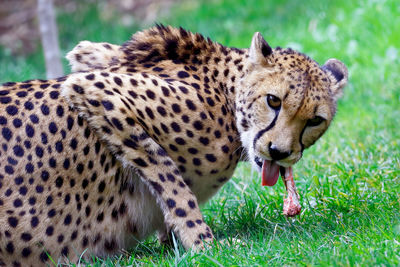 Cheetah in grass