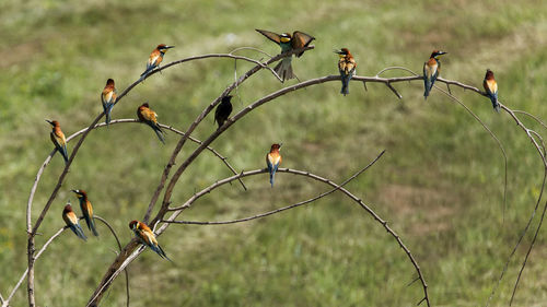 Bird perching on a tree