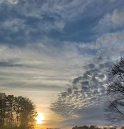 Low angle view of silhouette trees against sky during sunset