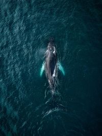 High angle view of aquatic mammal swimming in sea