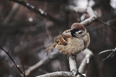 Close-up of bird perching on branch