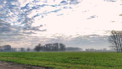 Scenic view of field against sky