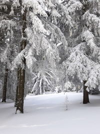 Trees on snow covered field