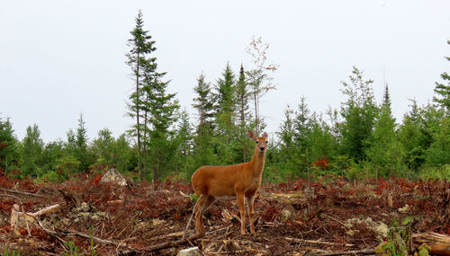Deer standing in a field