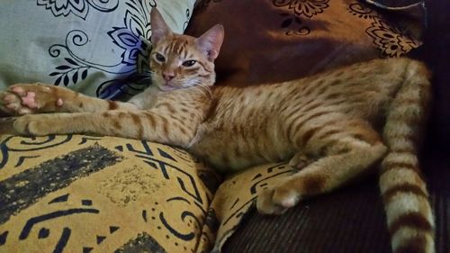 Cat resting on tiled floor