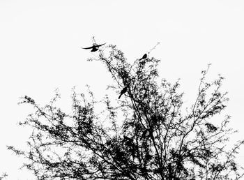 Low angle view of tree against sky