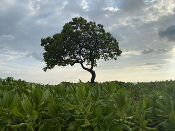 Plants growing on field against sky