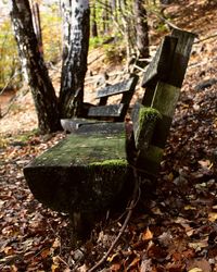 Close-up of tree trunk in forest