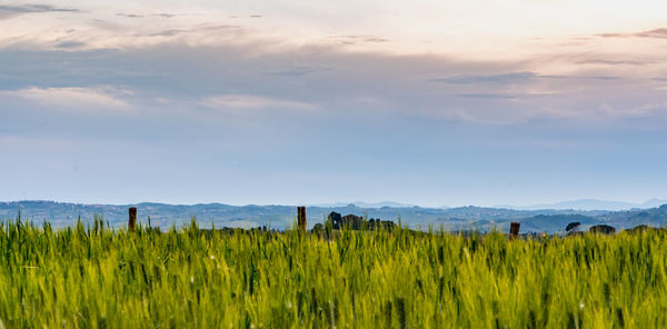 Scenic view of agricultural field against sky