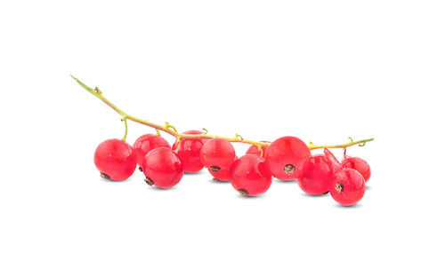 Close-up of red berries against white background