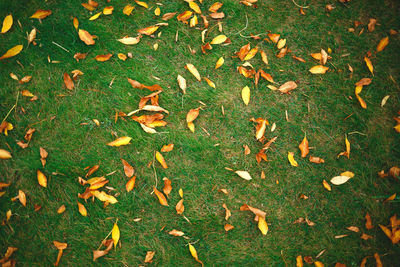 High angle view of dry leaves on field