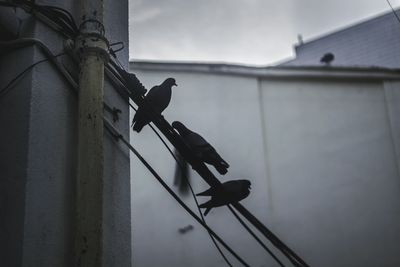 Low angle view of bird perching on metal against sky