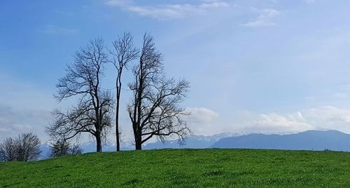 Tree against sky