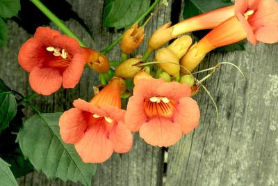 Close-up of red flower