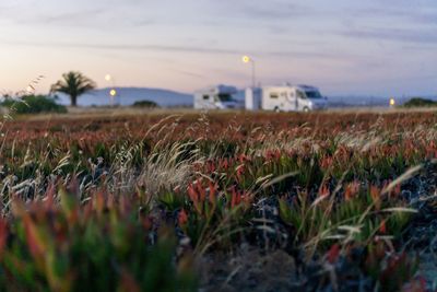 Surface level of crops on field against sky