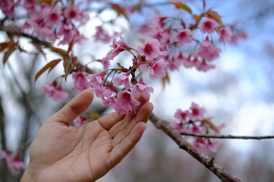 Close-up of hand holding cherry blossom tree