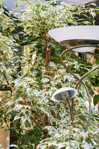 Close-up of potted plant in yard