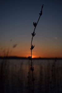 Silhouette plant by lake against sky during sunset